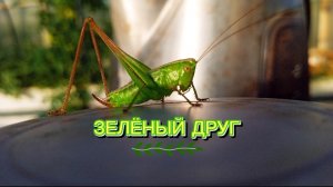 Зелёный друг. В теплице моей появился кузнечик, моя весёлая песенка о нём