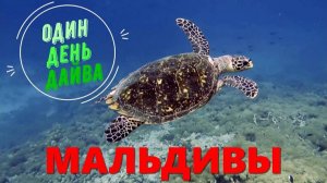 Мальдивы. Один день дайвинга