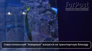 Севастопольский аквариум про блокаду транспорта