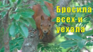 БРОСИЛА ВСЕХ И УЕХАЛА /КОШКИ ОТОМСТИЛИ / 03 и 04 августа 2025