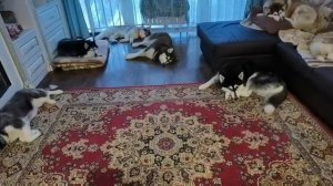 Стая отдыхает