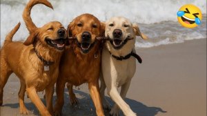 Самые смешные видео с КОШКАМИ🐱 и СОБАКАМИ🐶 Лучшие смешные видео с ЖИВОТНЫМИ 🤣2025