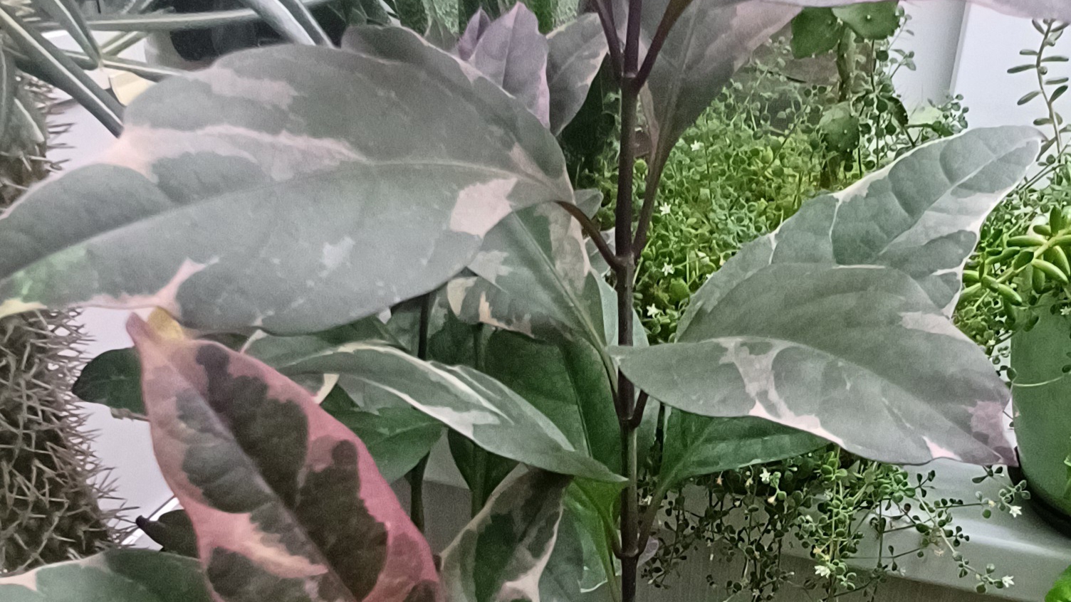 Псевдэрантемум: пересадка и уход. смотреть онлайн