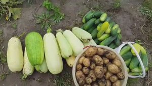 Дачный урожай