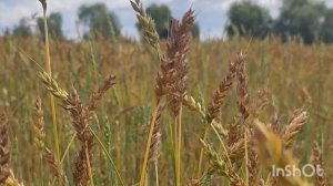 Красота земли Тюменской