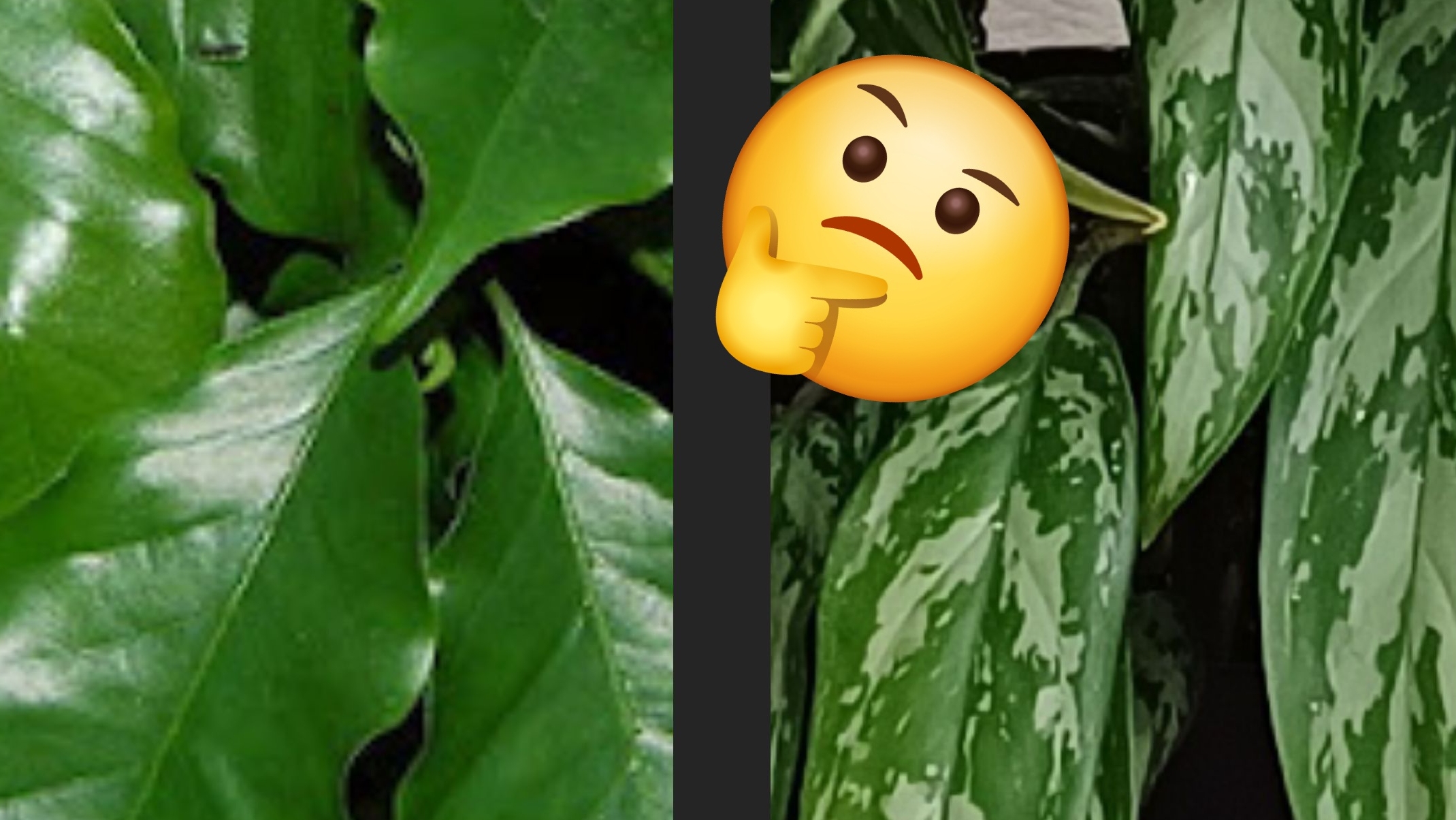 Групповая посадка комнатных растений. Кофе + аглаонема. Освобождаю место в зимнем саду😀 смотреть онлайн