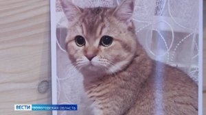 Невыносимая жестокость: домашних животных убивают в крупном череповецком посёлке