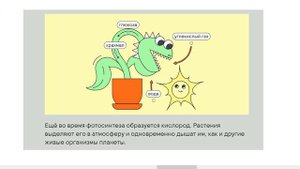 11.Лист. Питание и дыхание растений