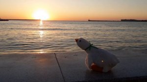 уличный джаз у моря и гусик украшает закат