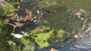 Утиная туса на деревенской речке