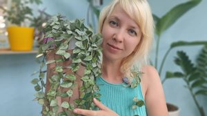 Мои растения: кротон, дисхидия и хойя