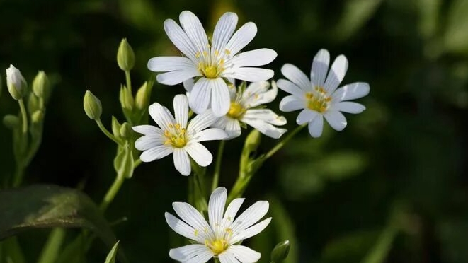 О ЧЁМ МОЛЧИТ ЛЕС