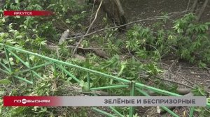 Ветви клёна обрушились на две машины в одном из дворов Иркутска