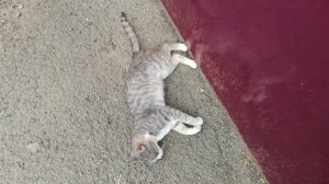 Кот плавится от жары