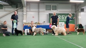 15.06.2025, СПб. Клуб "Лэсси" (РКФ, РФЛС). Выставка собак CAC 1 группы FCI