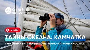 VLOG: ТАЙНЫ ОКЕАНА - уникальная экспедиция в России | Косатки Камчатки
