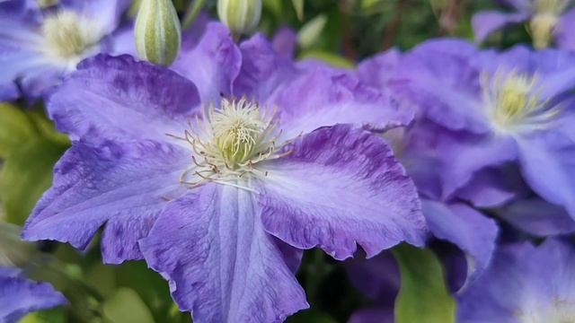 Цветёт катальпа!!! Обзор моих розочек!!! смотреть онлайн