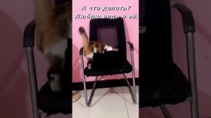 ГЛАВНОЕ - НЕ УРАБОТАТЬСЯ В ЭТОЙ ЖИЗНИ. Мемы/Юмор с котами