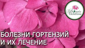 БОЛЕЗНИ ГОРТЕНЗИИ И ИХ ЛЕЧЕНИЕ