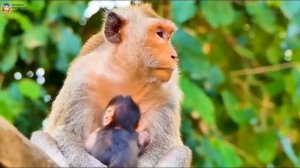 Все получает baby monkey : любовь, внимание  и молоко...   1000027785.mp4