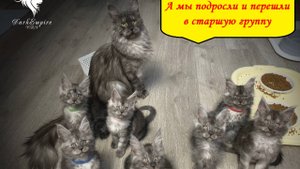 Котята мейн-кунята из старшой группы питомника