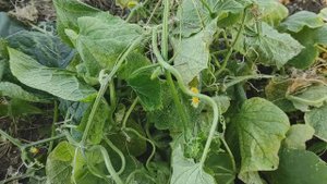 БОРЬБА С ПАУТИННЫМ КЛЕЩОМ на ОГУРЦАХ в ТЕПЛИЦЕ ПРОДОЛЖАЕТСЯ. В ХОД ПОШЛА ТЯЖЕЛАЯ Артиллерия #огурцы