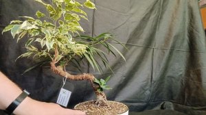 √14 фикус 112 (Бонсай)