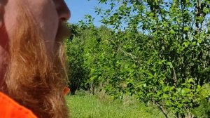 Скоро осень, за окнами август