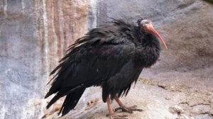 Удивительная природа  ч.7