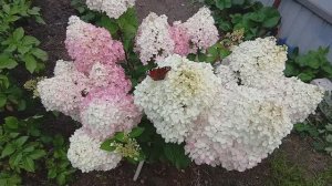 9 августа 2025 г