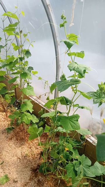 Теплица 3 овощи