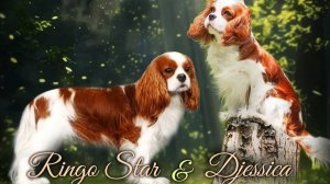 ЩЕНКИ КАВАЛЕР КИНГ ЧАРЛЬЗ СПАНИЕЛЬ  📞+7 (918) 185-77- 44 📍 г. Новороссийск