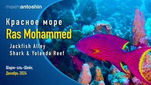 Дайвинг в заповеднике Ras Mohammed Jackfish Alley, Shark & Yolanda Reef. Музыкальное видео.
