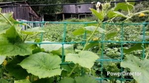 Жизнь аборигенки. Мои родители.