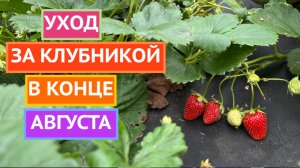 КЛУБНИКА ПОСЛЕ ПЛОДОНОШЕНИЯ! 🍓