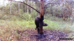 Кабан на чесалке