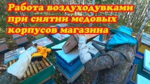 ОТБОР МАГАЗИННЫХ РАМОК С ТОЧКА №1 ВОЗДУХОДУВКОЙ.