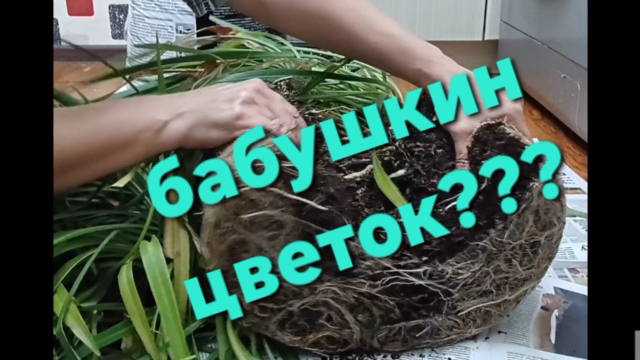 Хлорофитум: пересадка, уход, размножение