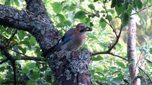 Сойка пытается разгрызть старый жёлудь