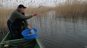 ОБАЛДЕННЫЙ ЭКСПЕРИМЕНТ ПРИКАРМЛИВАНИЯ ЩУК