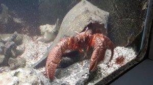 Огромный рак отшельник