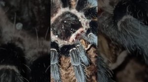 Кормление малышей птицеедов. 2 августа 2025 г.