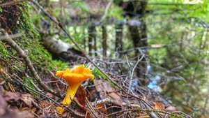 СБОР большого количества ЛИСИЧЕК в сыром лесу. Поляны ложных белых грибов. #8