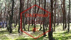 ЗЕЛЕНОГРАДСК И КУРШСКАЯ КОСА