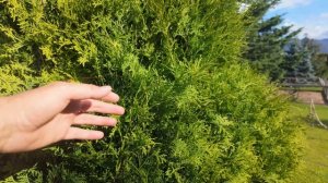 Мой груз оказался под угрозой срыва.mp4