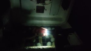 Овоскопирование яиц ухейилюй на 8 сутки, проверка оплода, оплод хороший, но есть нюансы