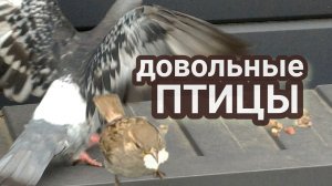 Птенец оперился.Почему птицы докармливают слёток?