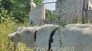 С юмором про интеллект козы.