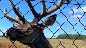 VLOG: Отдых. Висим. Мараловая ферма.