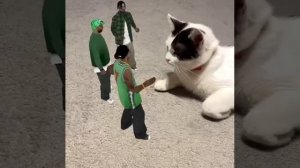 забивной кот🤪😺